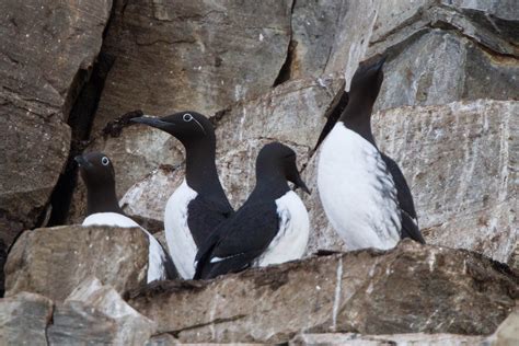 Common Murre | Audubon Field Guide