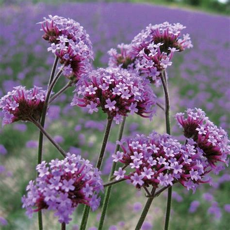 Verbena Seeds - Etsy