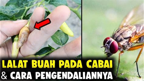 Serangan Hama Lalat Buah Dan Cara Pengendaliannya Pada Tanaman Cabai