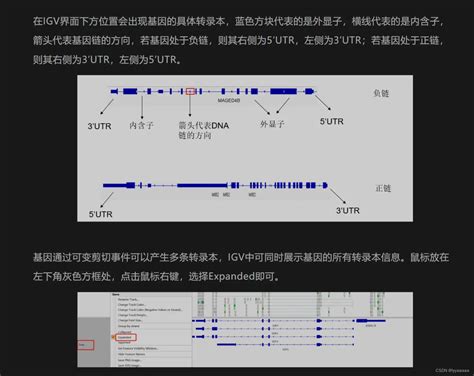 Igv可视化（导入自己的参考基因组和注释文件）igv导入参考基因组 Csdn博客