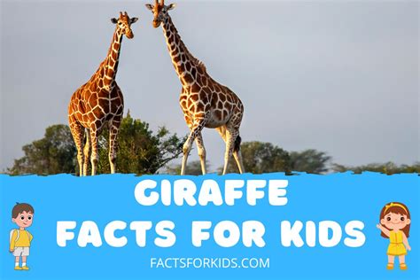 27 Giraffe Facts For Kids No One Ever Told You – Facts For Kids