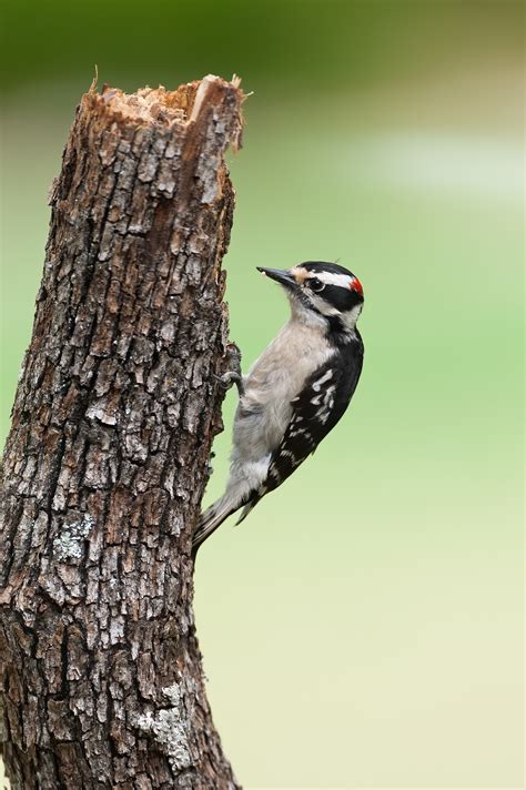 Wildeyes Images Oklahoma Birds Woodpeckers