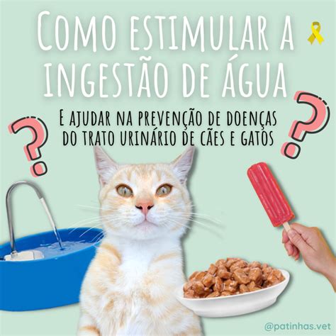 Como Estimular A Ingestão De água Dos Pets E Ajudar Na Prevenção De