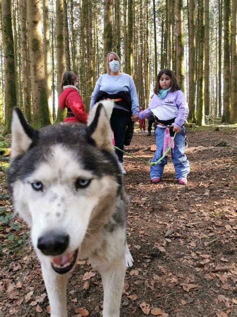 Sortie chiens de traîneaux des classes 101 et 102 Notre Ecole en