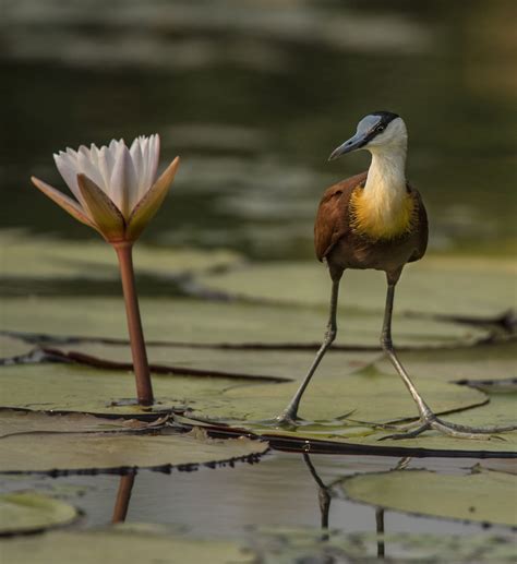 African Jacana | Orthinology | Wildlife Photography