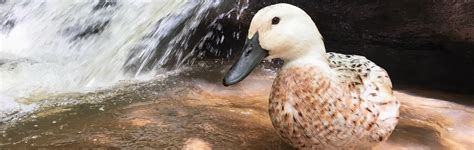 9 amazing duck facts that will blow your human mind - Tyrant Farms