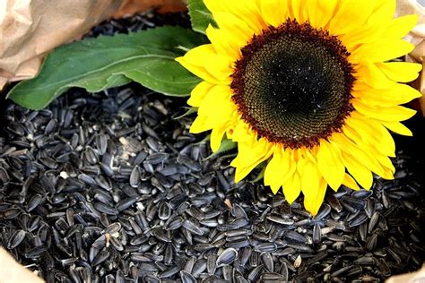 Sonnenblumenkerne Schwarz Kg Futterbauer Neue Ernte Vogelfutter