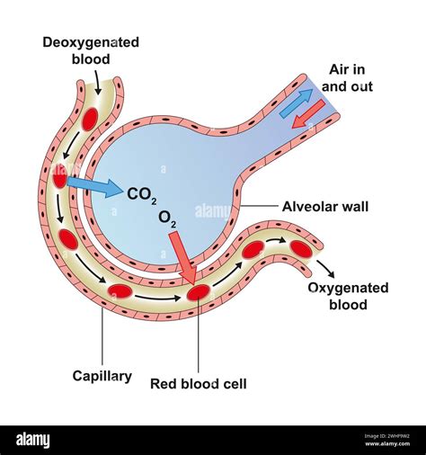 Alveoli Structure Illustration Stock Photo Alamy