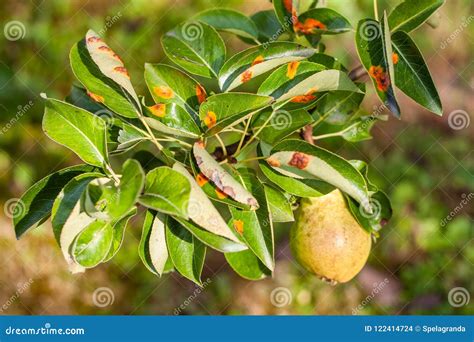 Orange Spots On Fruit Tree Leaves Fruit Trees