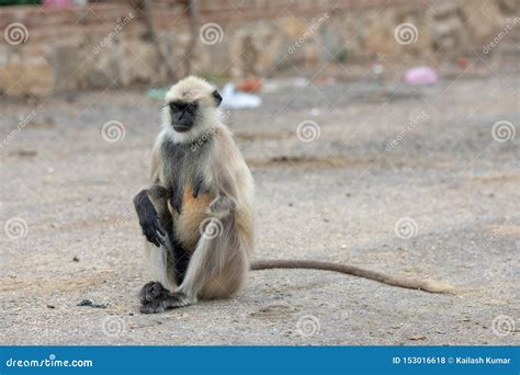 Monkey or Langoor stock photo. Image of india, locality - 153016618