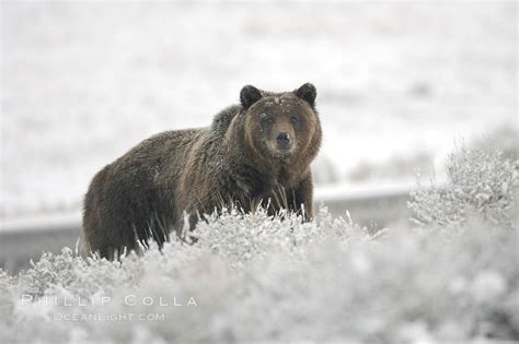 Grizzly Bear In Snow Photo, Grizzly Bear In Snow photos, Natural ...