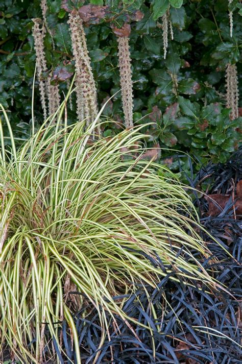 Carex Oshimensis Evergold V Japanese Sedge Evergoldrhs Gardening