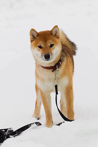 Shiba Inu Winter Stock Photos, Pictures & Royalty-Free Images - iStock