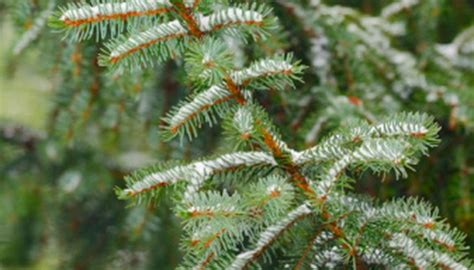 Tundra Trees | Sciencing