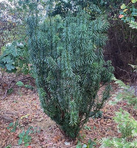 I Love Cephalotaxus Harringtonia Fastigiata Aka Upright Japanese Plum