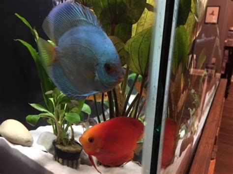 Blue Diamond Discus With Deep Blue Gene