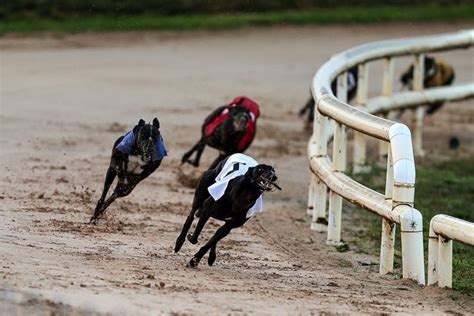 Galway Greyhound Stadium | BettingSites.co