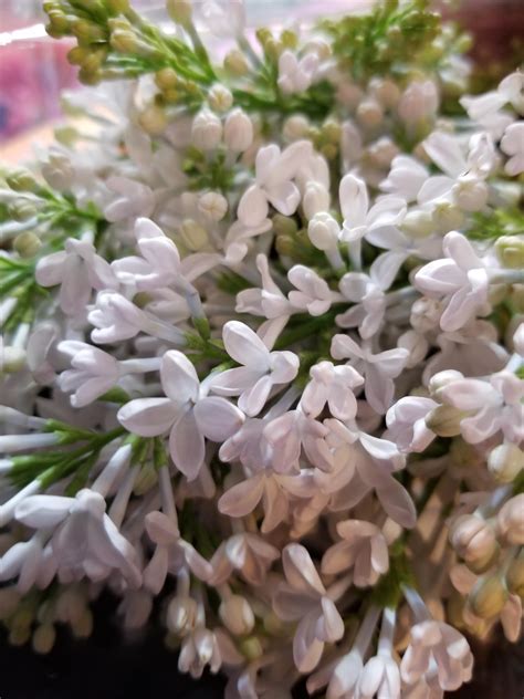 what are these flowers? it smells strongly fragrant : r/whatsthisplant