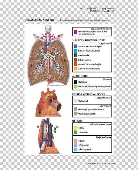 Hilar Lymph Nodes Map