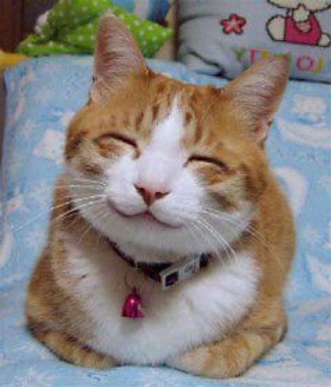 Happy smiling cat - BJsRealm Photo (41001490) - Fanpop