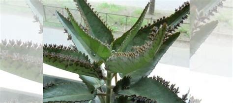 Каланхоэ лечебный купить в Липецке | Товары для дома и дачи | Авито