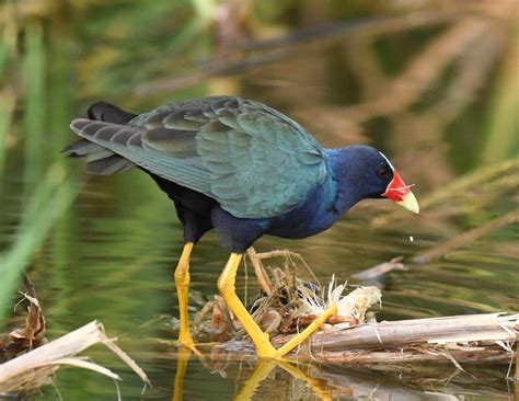 Purple Gallinule – Flying Lessons