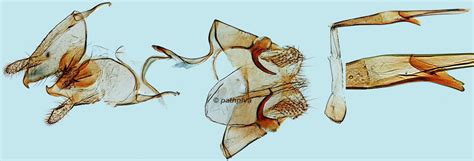 Nemapogon Inconditella Pathpiva