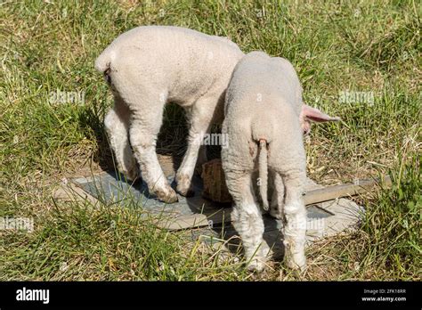 Where To Dock Sheep Tails