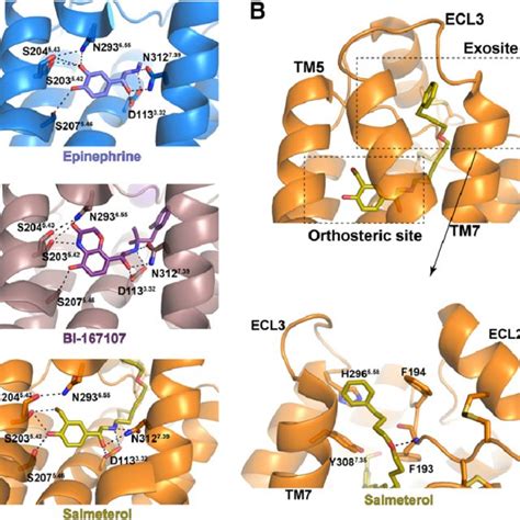 Chemical structures of three GPCR-targeting ligands that are in early ...