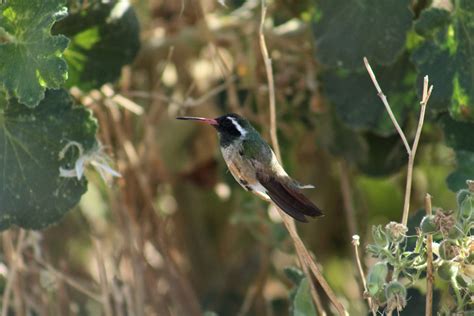 Xantus S Hummingbird From Comond Municipality Bcs Mexico On January