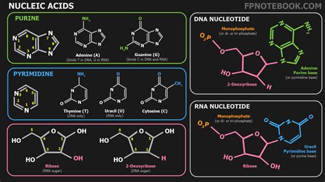 Nucleic Acid