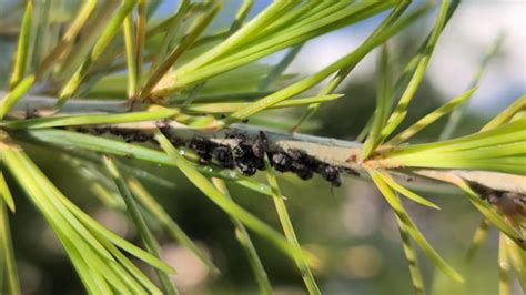 bugs   pine tree rwhatisthisbug