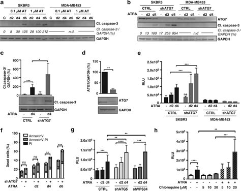 Atg Gene Depletion And Pharmacological Inhibition Of Autophagy