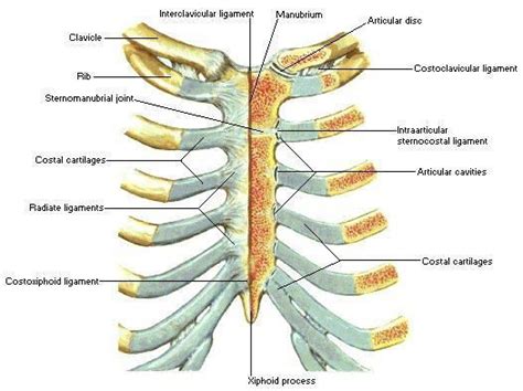 Sternocostal Articulations Anterior View 119 Download