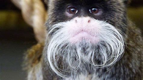 Someone stole 5 endangered monkeys from a U.K. zoo | Salon.com