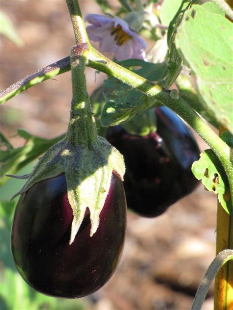 What Is A Black Beauty Eggplant Learn About Growing Black Beauty Eggplants