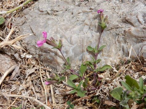 Silene Nefelites C Brullo Brullo Giusso Ilardi Portale Della