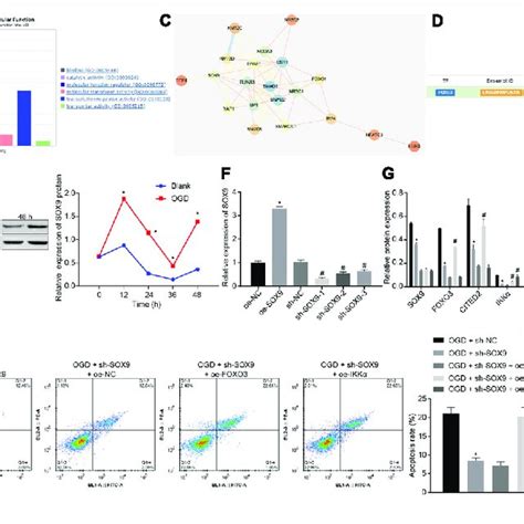 Inhibition of IKKα suppresses OGD induced neuronal cell apoptosis