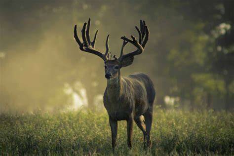 ¿qué Significa Soñar Con Venado