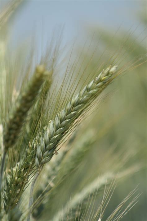 Triticale Free Photo Download | FreeImages