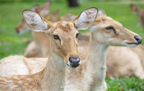 Eld S Deer Stock Photo Image Of Beautiful White Forest 40628576