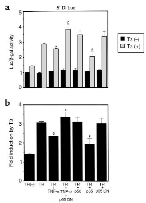 Nf κb Induced By Tnf α Inhibits T 3 Dependent Induction Of 5′ Di T