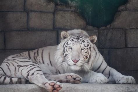 ホワイトタイガーの子どもたち（2013年春、東武動物公園） Togetter トゥギャッター