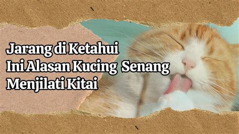 Suka Menggigit Dan Menjilat Inilah Alasan Kucing Suka Menjilati Kita