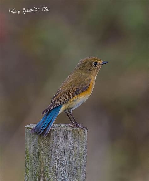 red-flanked bluetail | BirdForum