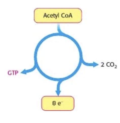 Dr Agbas Tca Cycle Flashcards Quizlet