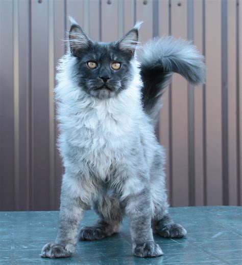 Giant Maine Coon Size Cats for Sale | Maine coon price