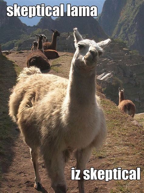 19 Hilarious Llama Pics And Memes Funny Llama Llama Alpaca Funny