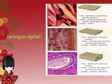 Jaringan Hewan Vertebrata Jaringan Epitel Ppt