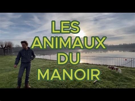 Les Animaux Du Manoir YouTube